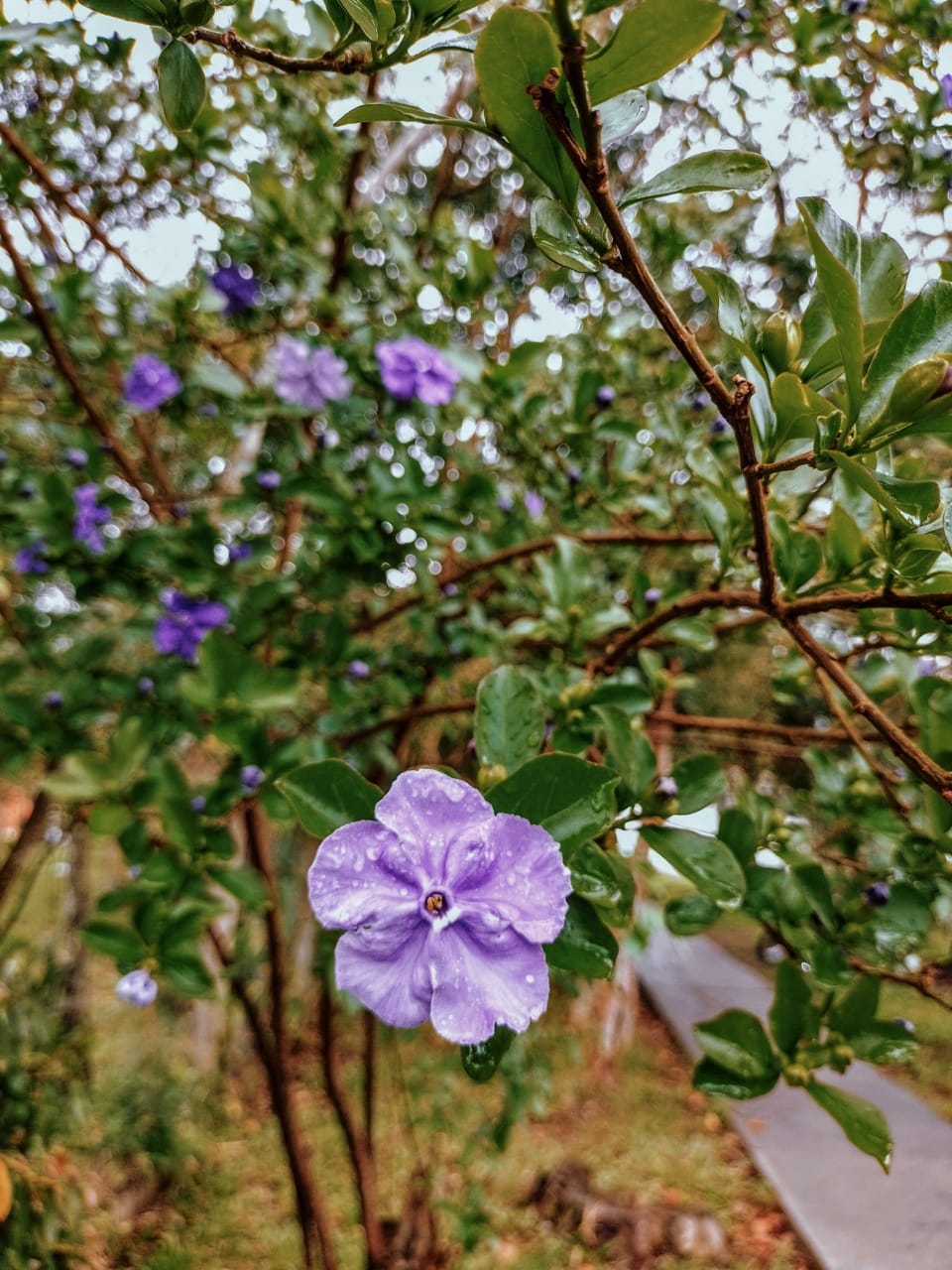 Flor pós-chuva