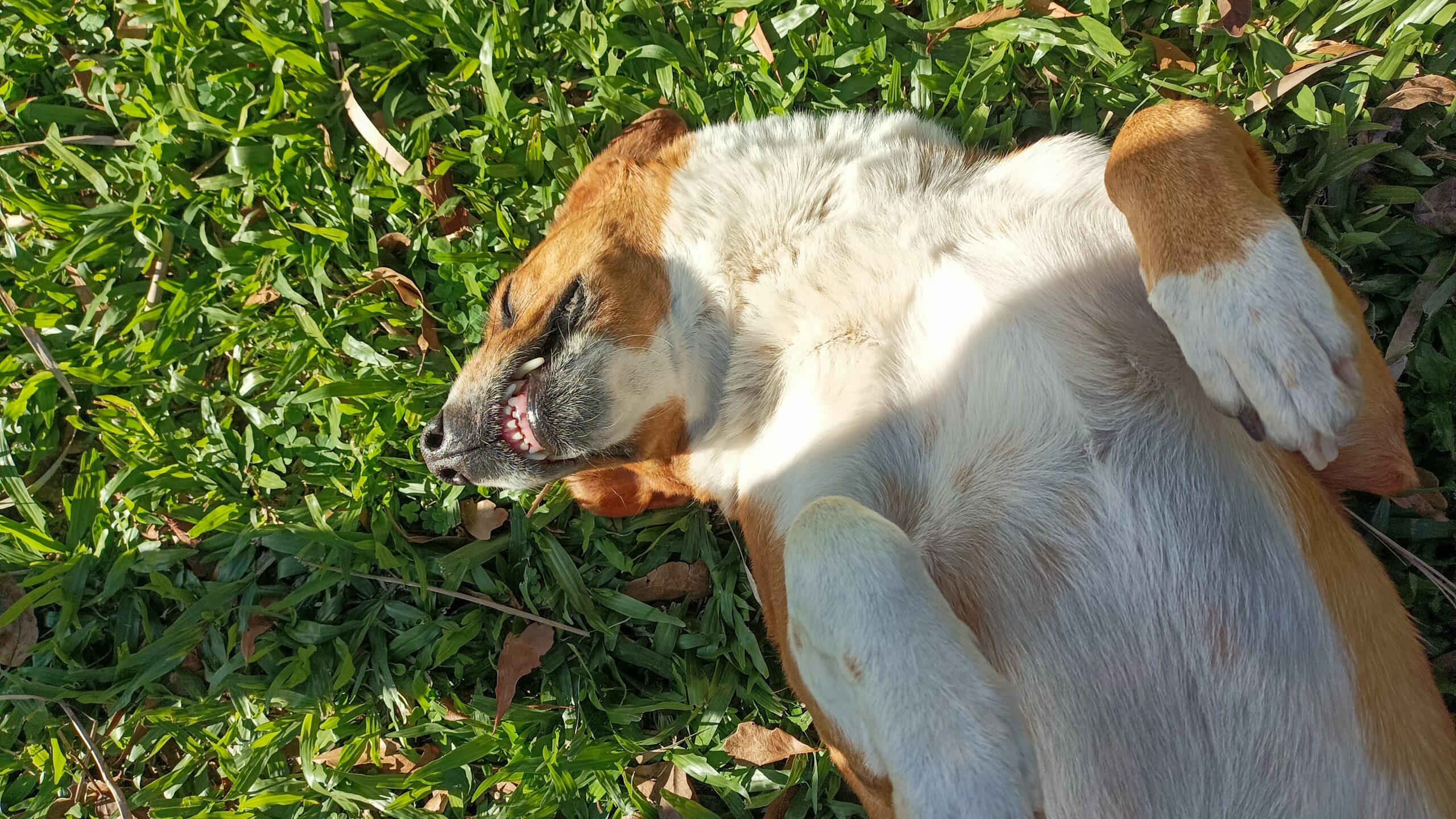 Sorriso de cão