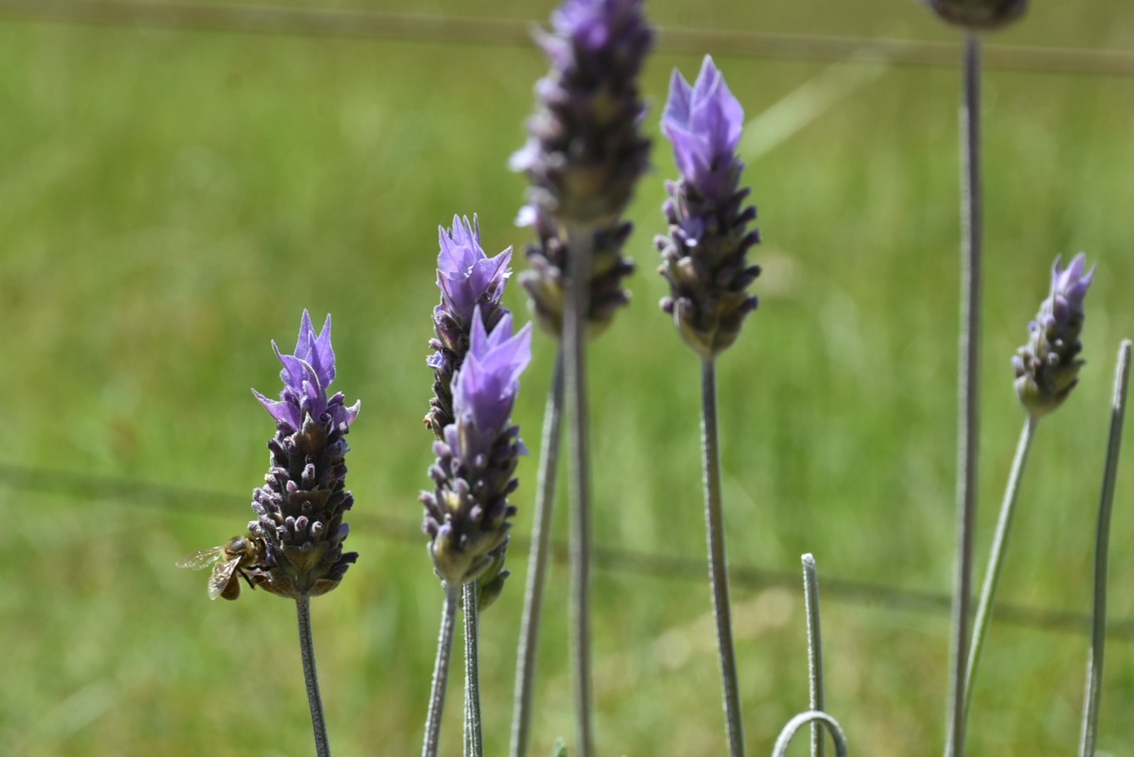 O voo que sustenta a vida